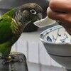oscarpepper74